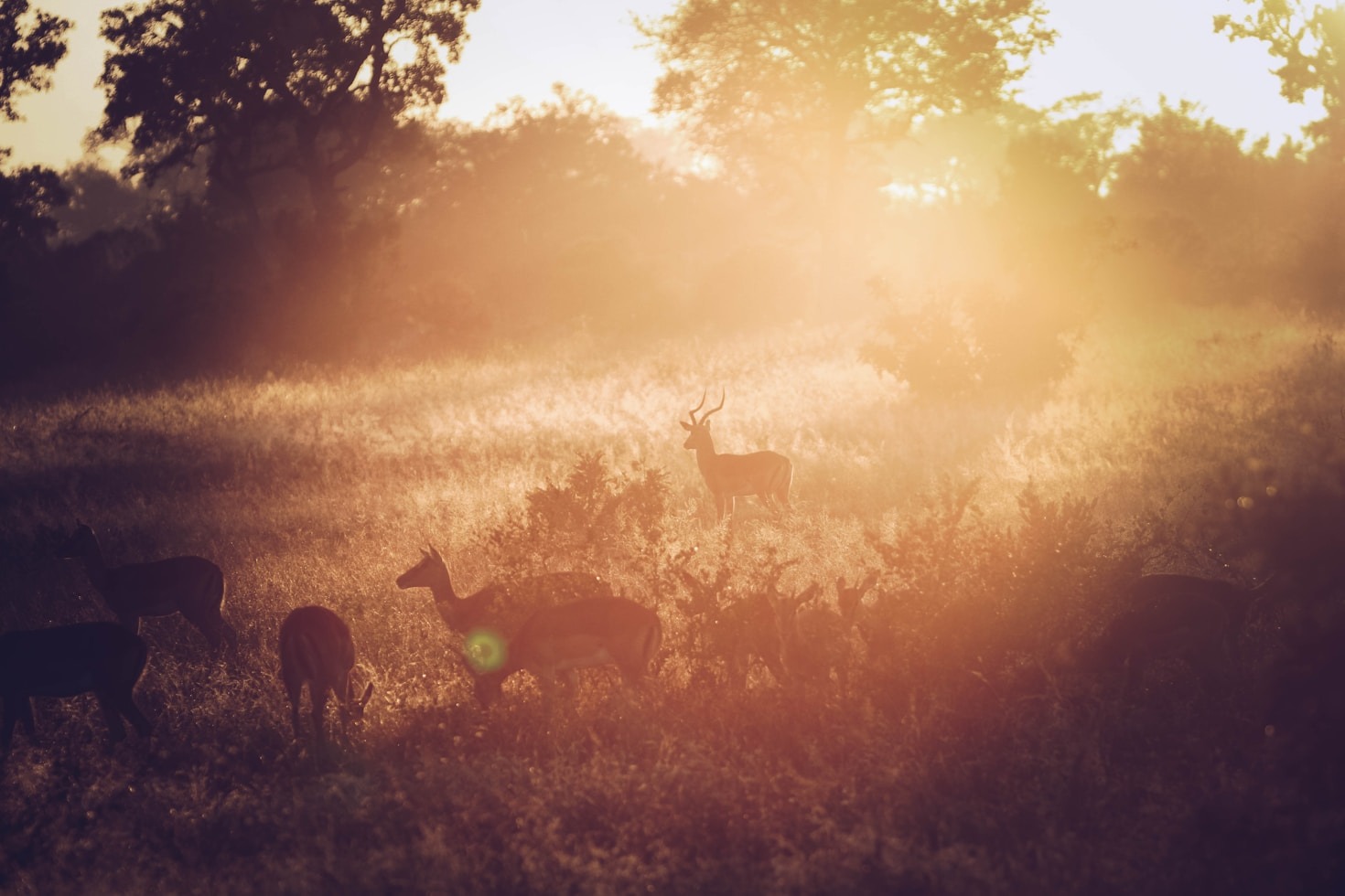 The Role of Soft Grains in Evocative Imagery