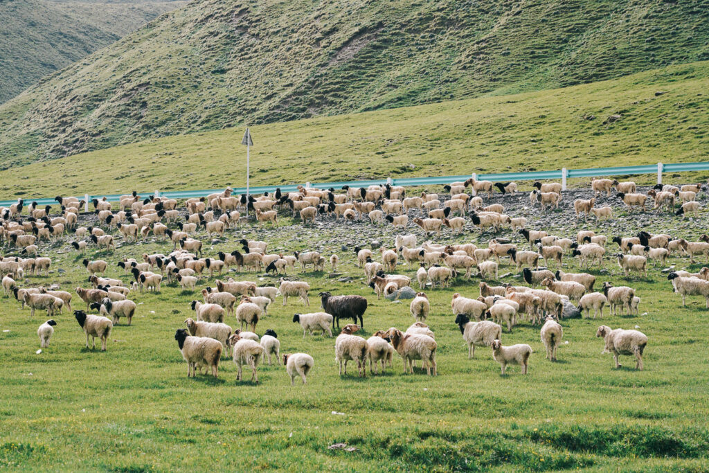 Documentary photography of nomads in Xinjiang