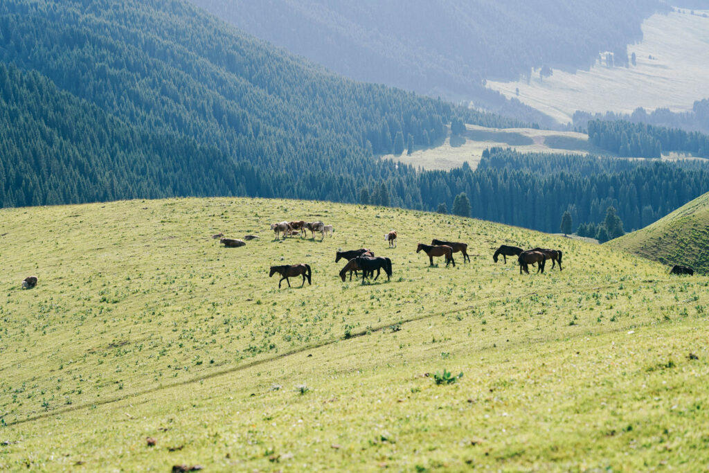 Documentary photography of nomads in Xinjiang
