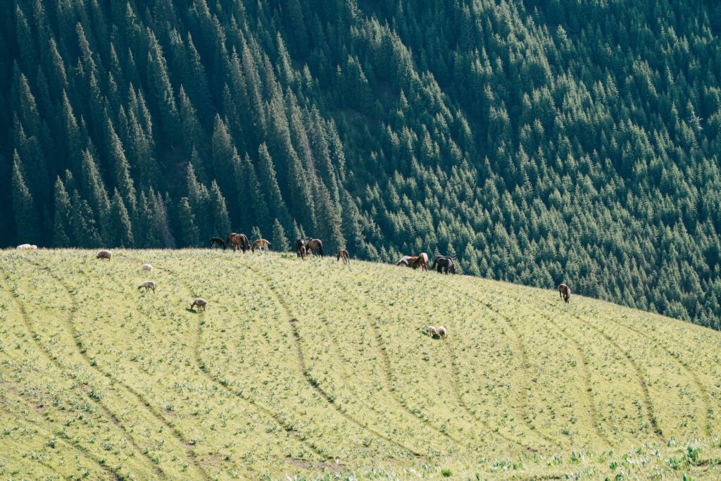 Documentary photography of nomads in Xinjiang