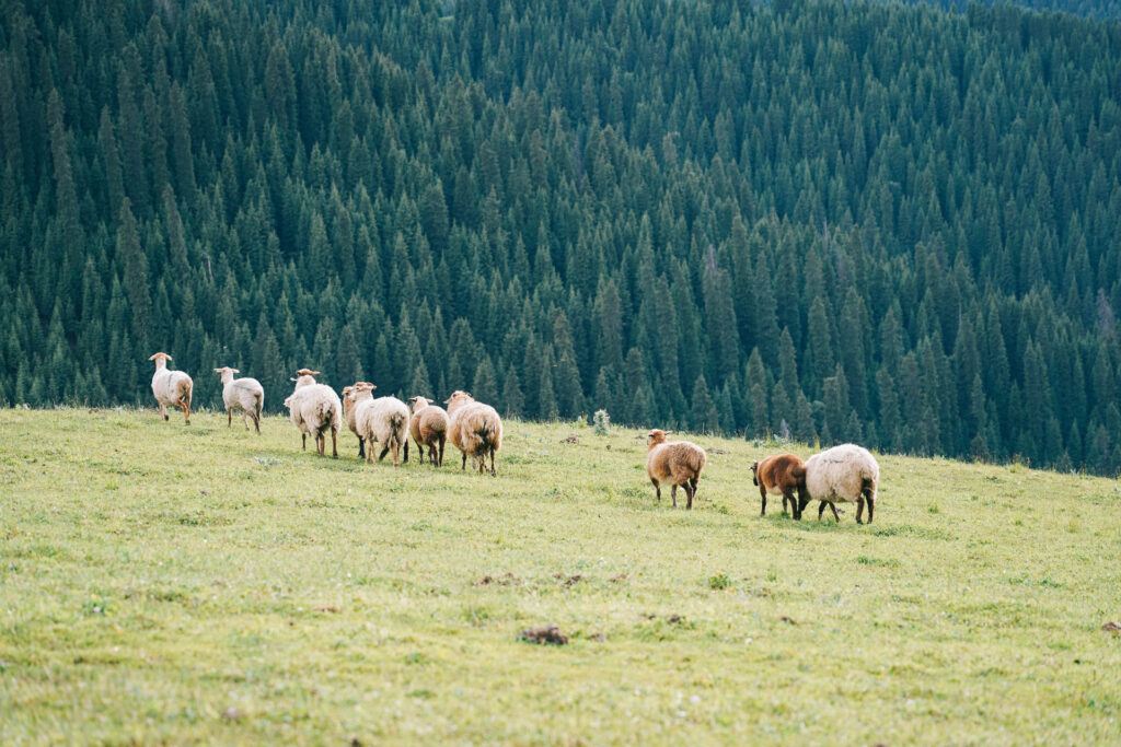 Documentary photography of nomads in Xinjiang