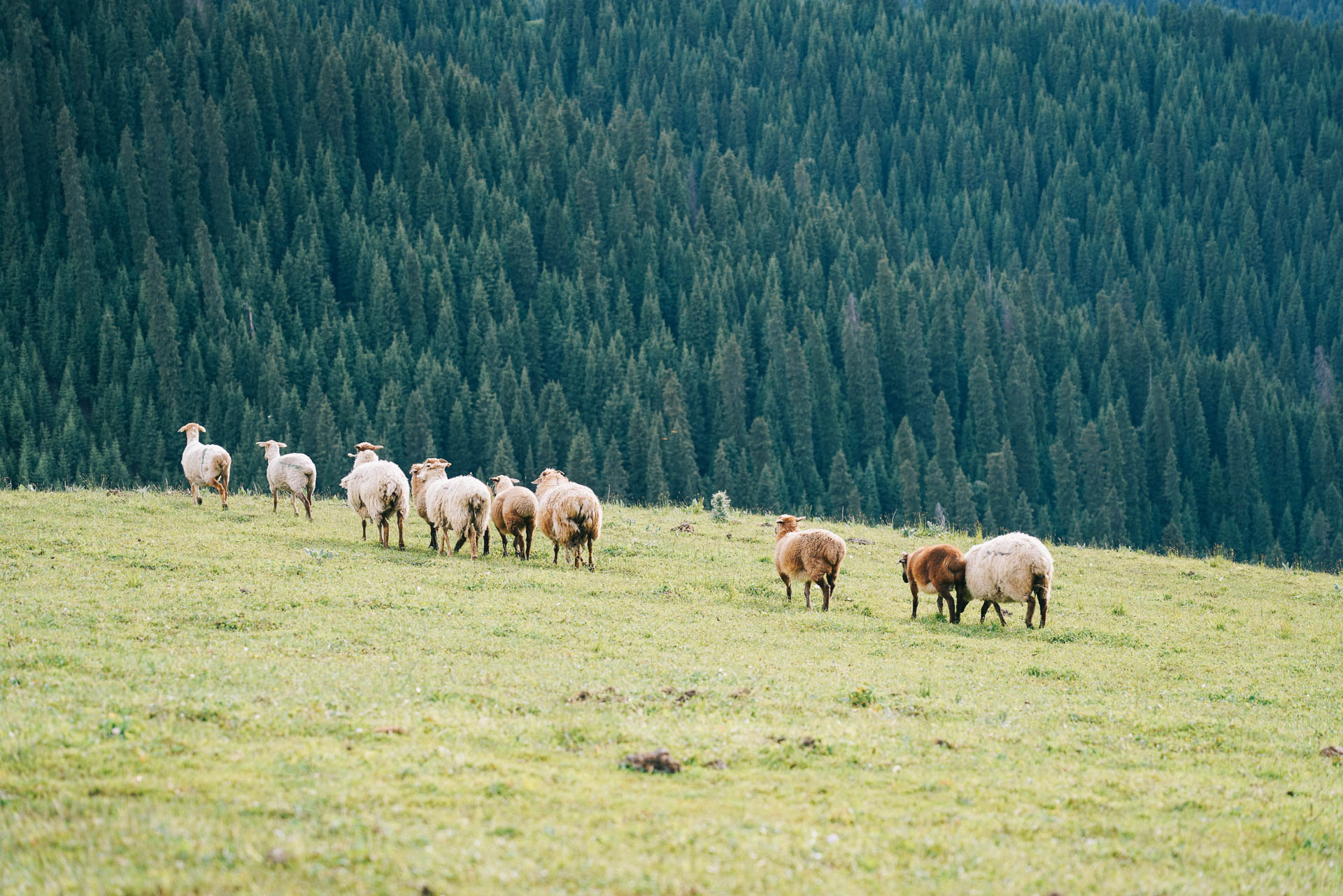 Documentary photography of nomads in Xinjiang
